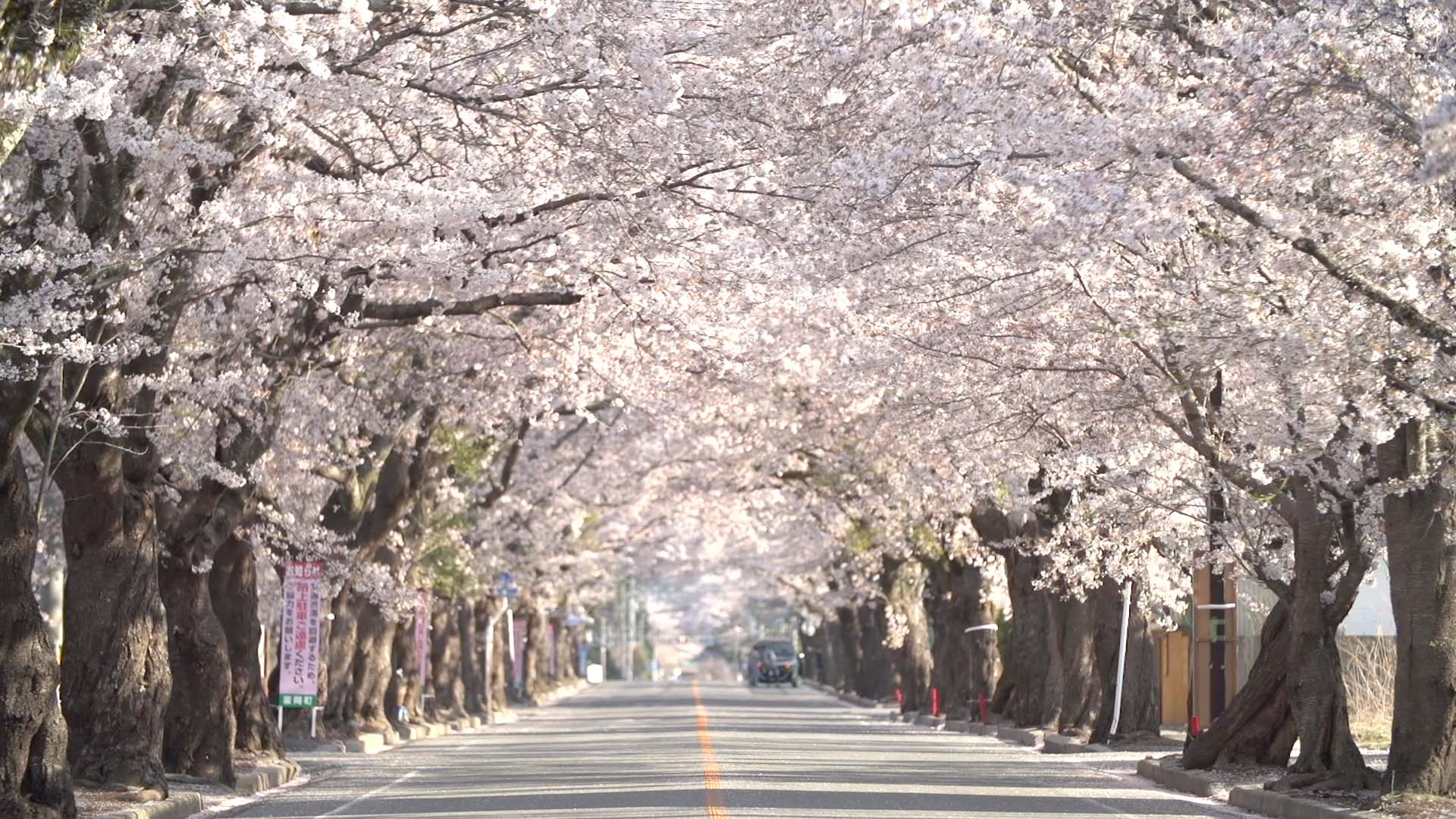 夜ノ森の桜 - TOHOKU COAST風景PORTAL