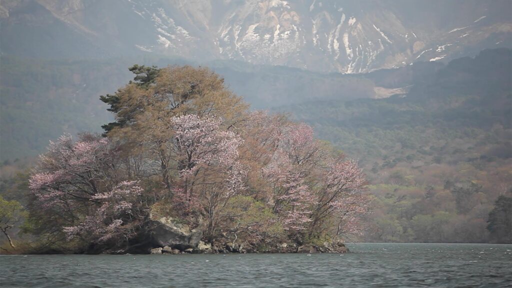 会津地方の桜　桜島