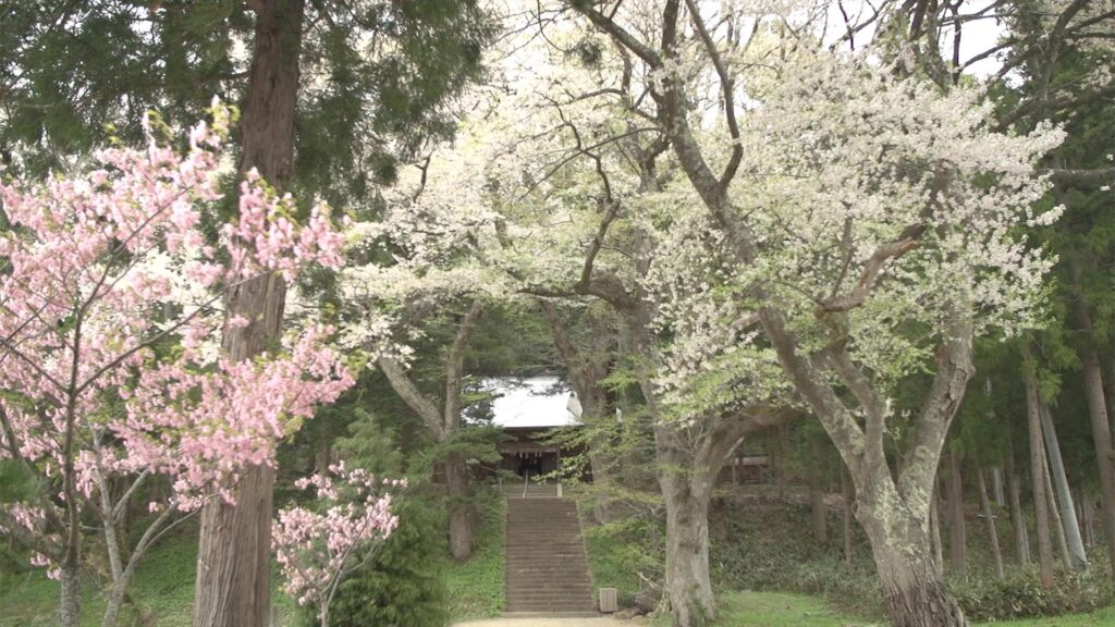 会津地方の桜　猪苗代町の桜