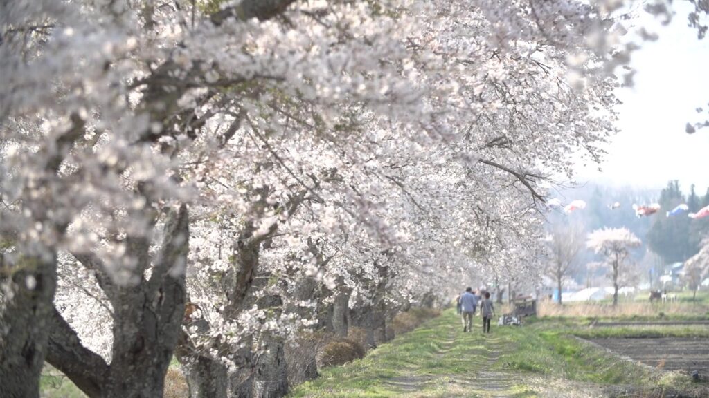 会津地方の桜