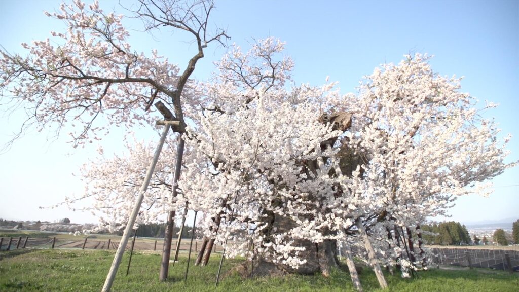 会津地方の桜　米沢の千歳桜
